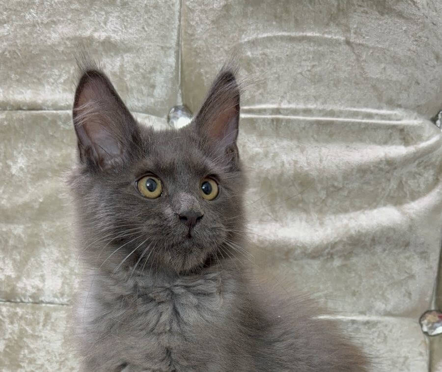 Dior Maine Coon Male (Available) $3000