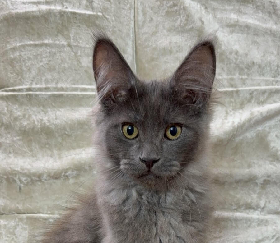 Deni Maine Coon Male (Available) $3200