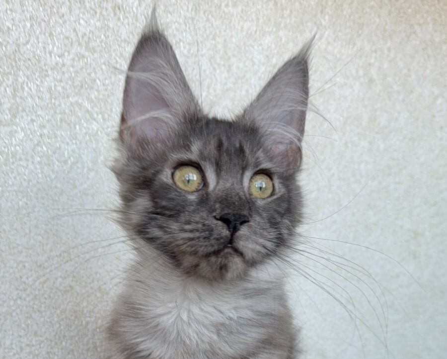 Barena Maine Coon Female (Available) $2950