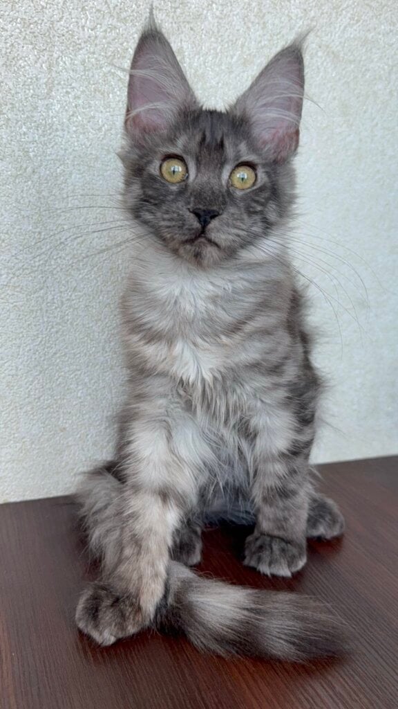 Barena Maine Coon Female (Available) $2950