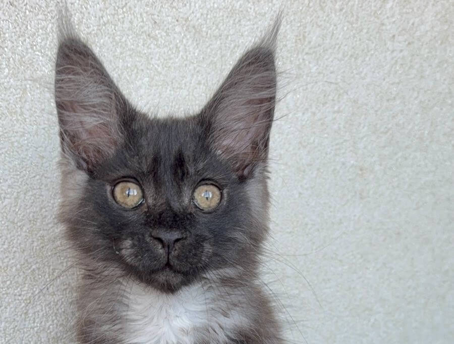 Boris Maine Coon Male (Available) $3200