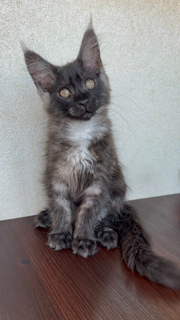 Boris Maine Coon Male (Available) $3200