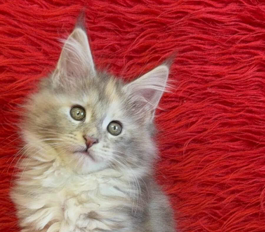 Calista Maine Coon Female (Available) $2700
