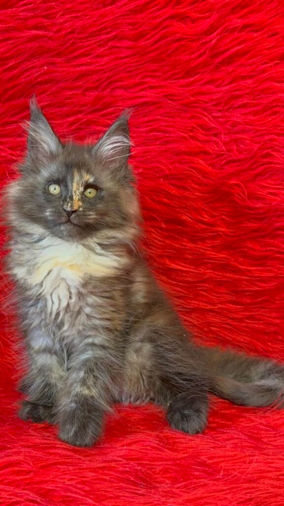 Cara Maine Coon Female (Available) $2700