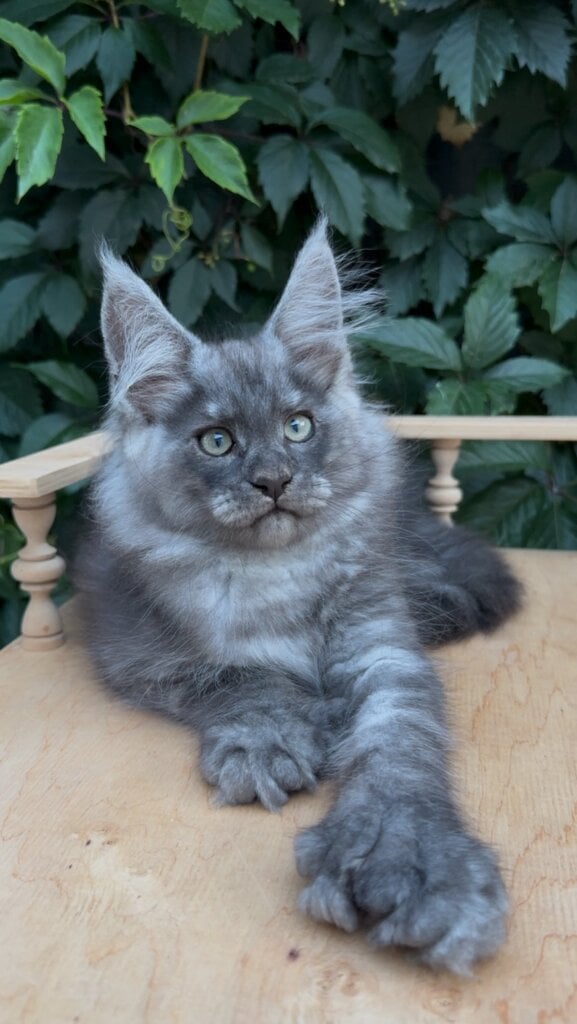 Zorro Maine Coon POLY Male (Available) $3800
