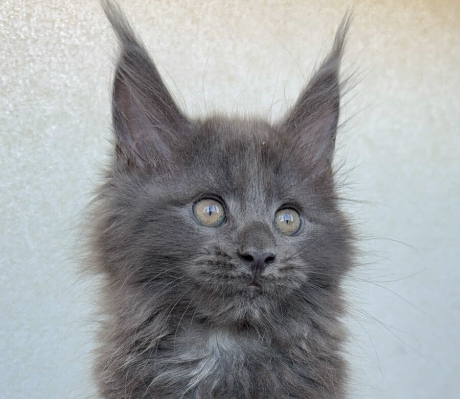 Yosip Maine Coon Male POLY (Available) $3700