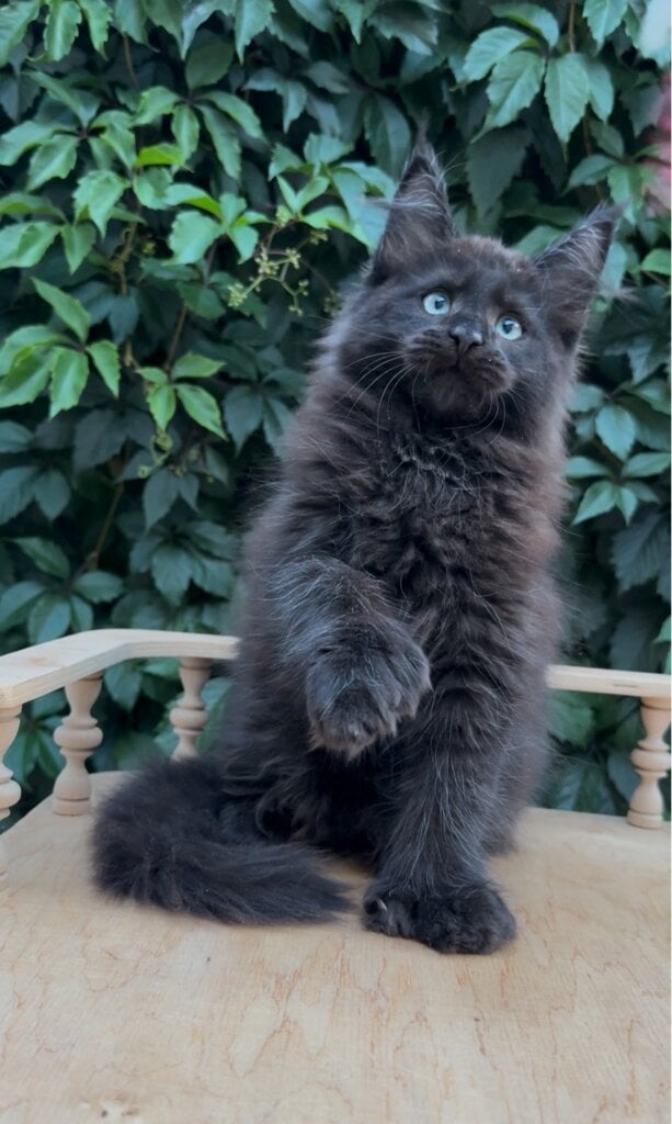 Zubr Maine Coon  Male POLY (Available) $3700