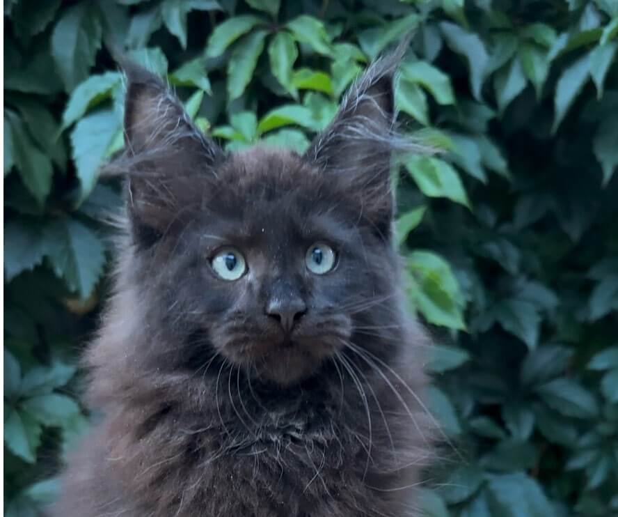 Zubr Maine Coon  Male POLY (Available) $3700