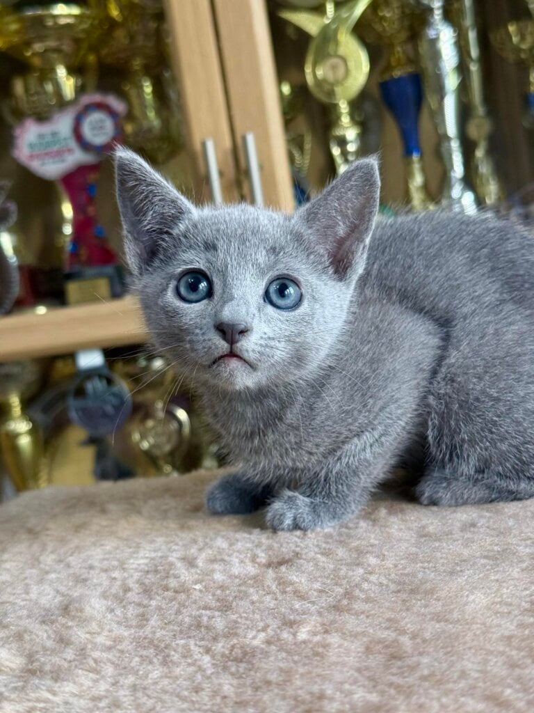 Andersen Russian Blue Male (Available) $2950