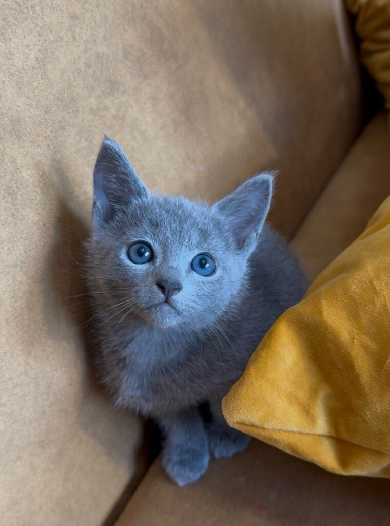 Andrian Russian Blue Male (Available) $2950