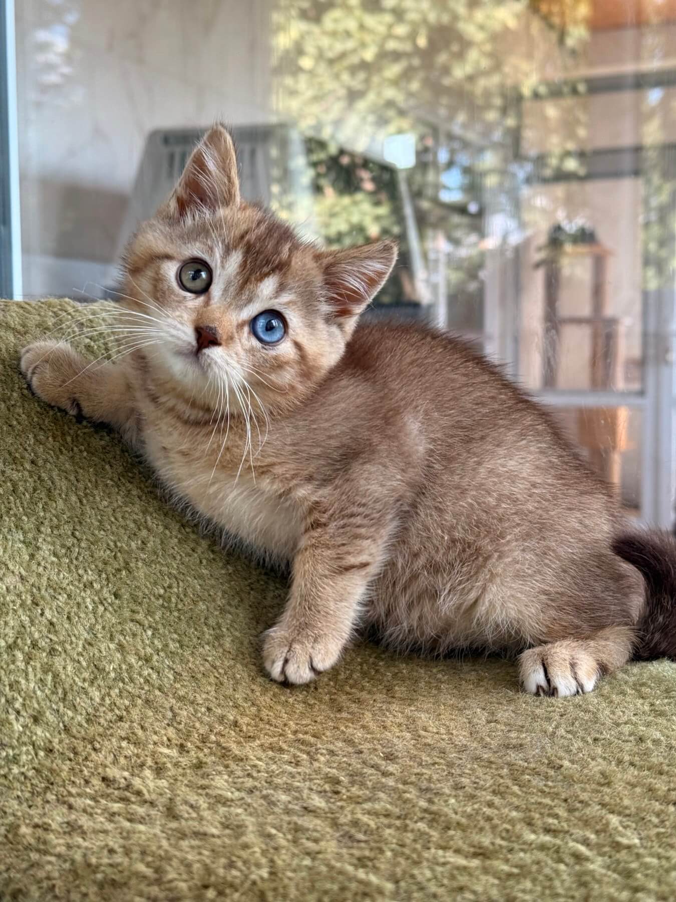 Lux British Shorthair Male (Available) $2850