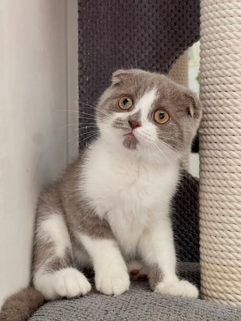 Kirill Scottish Fold Male (Available) $2450