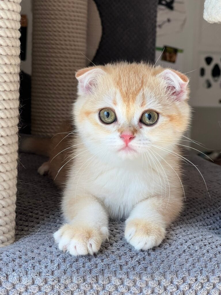 Lyna Scottish Fold Female (Available) $2350
