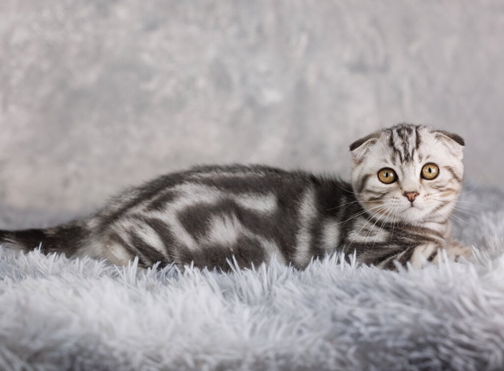 Understanding the Ear Folding in Scottish Fold Cats