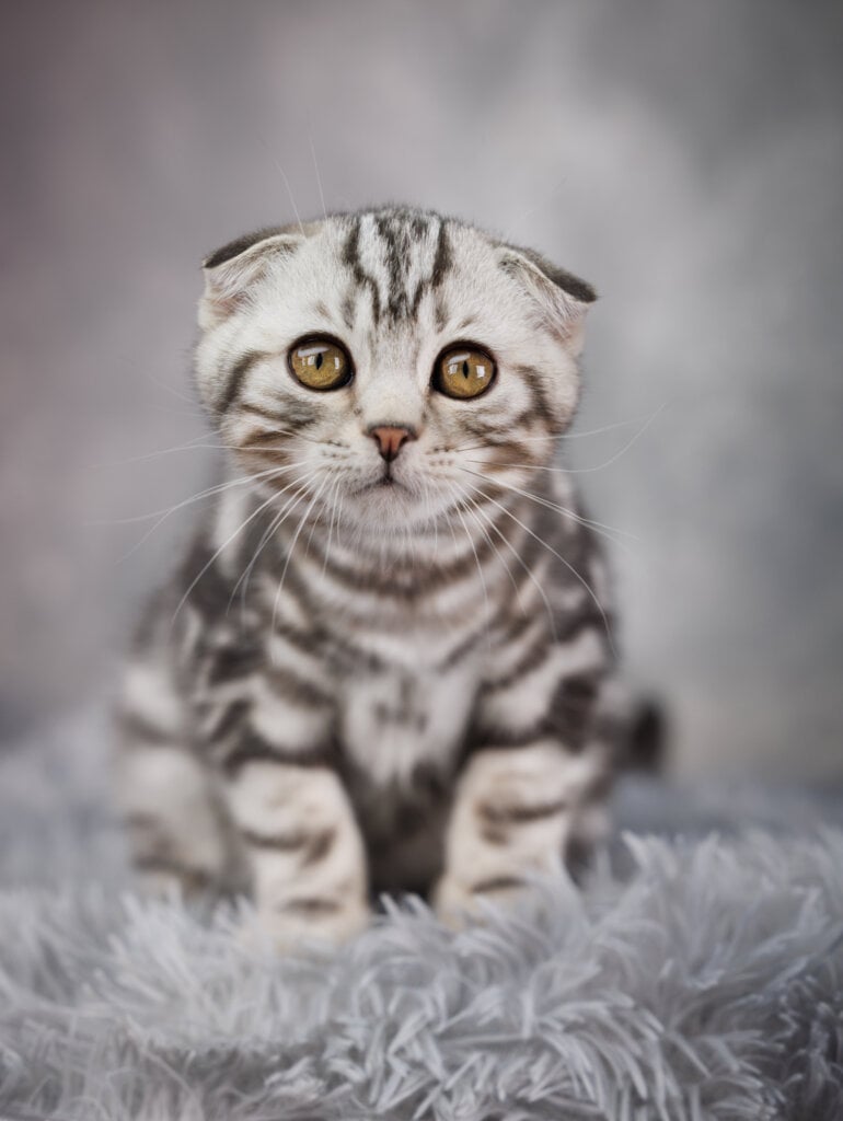 Prince Scottish Fold Male (Available) $2750