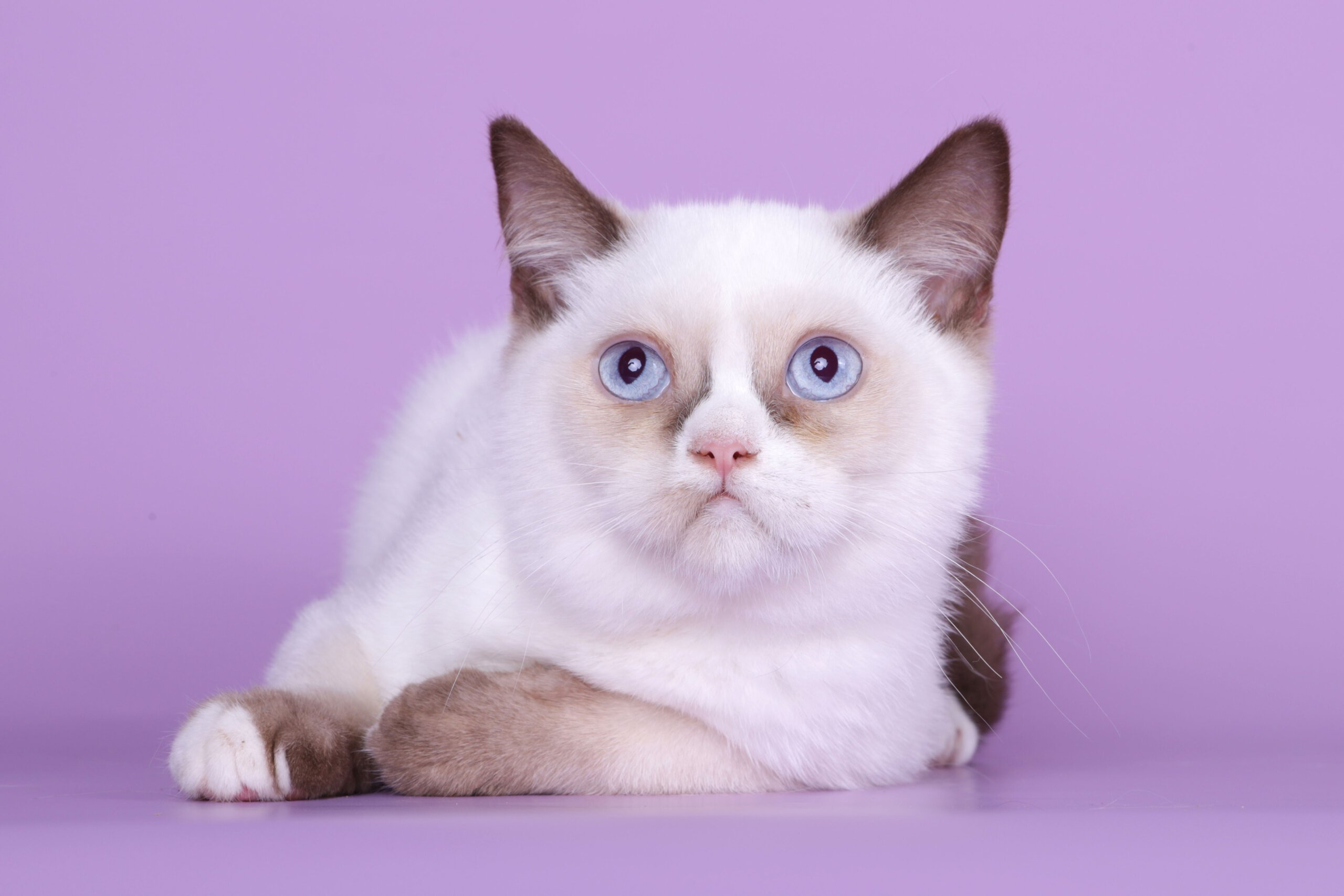 Taras British Shorthair Male (Available) $2100