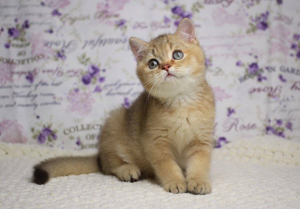Latte British Shorthair Male (Available) $2700