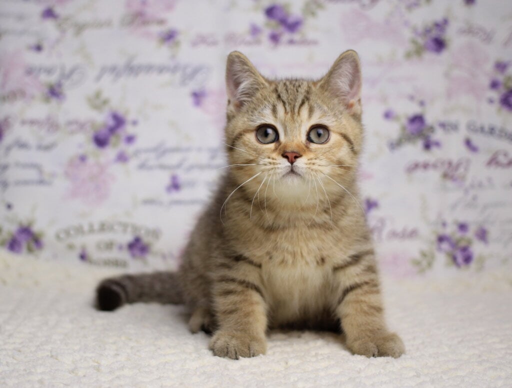 Ferdy British Shorthair Male (AvailablE) $2550