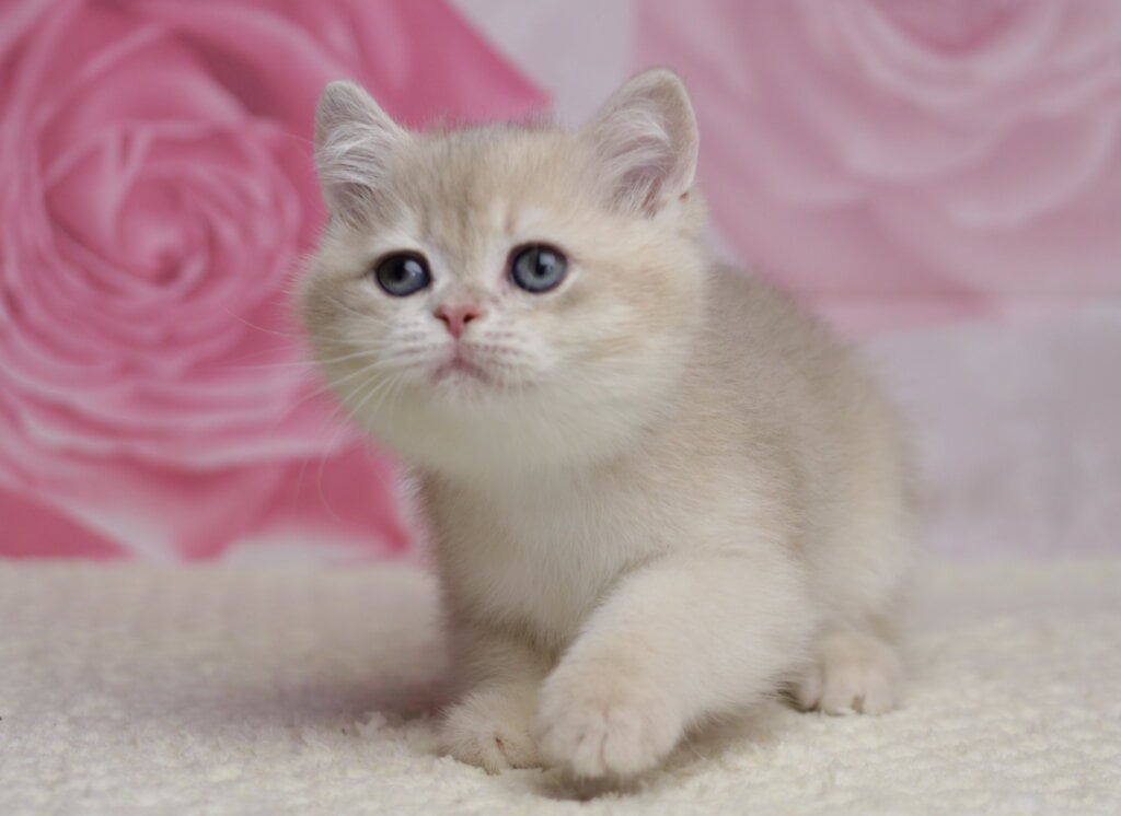 Richi British Shorthair  Male (Available) $2800