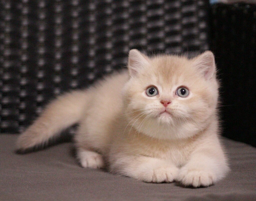 Uno British Shorthait Male (Available) $2900