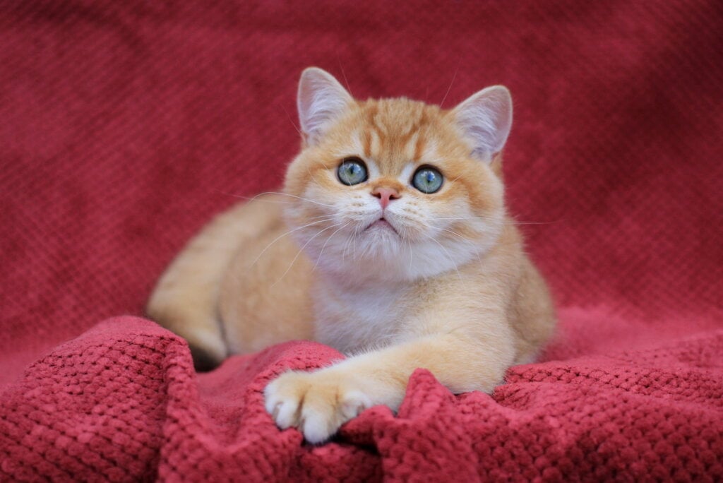 Archi British Shorthair Male (Available) 00 - photo 1