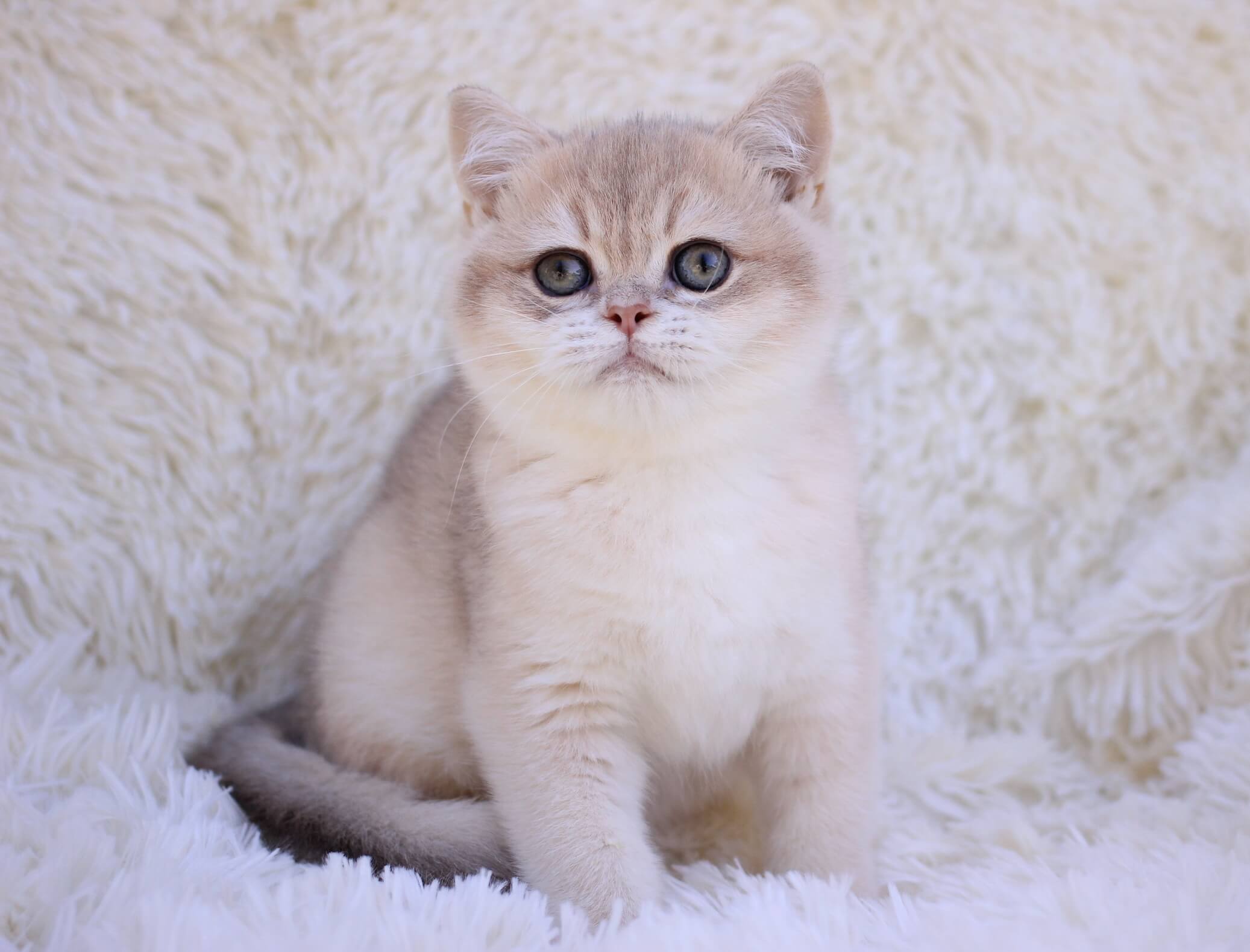 Richi British Shorthair  Male (Available) $2700