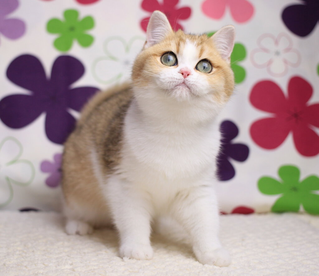 Amina British Shorthair Female (Available) $2600