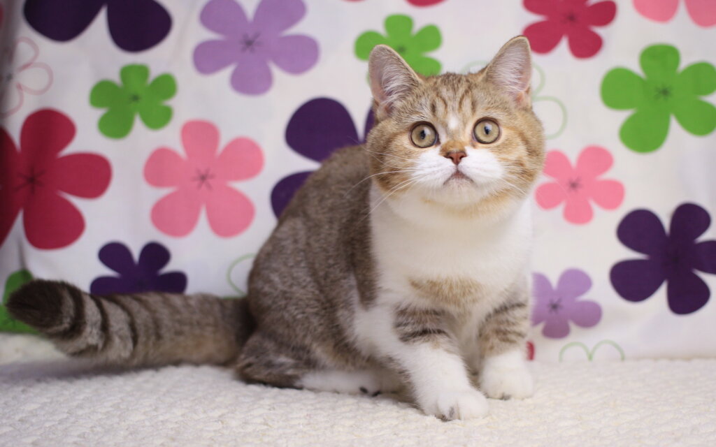 Frida British Shorthair  Female (Available) $2500