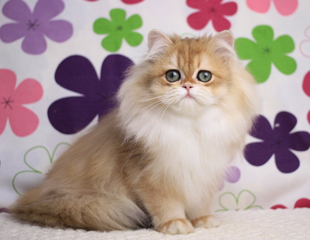 Margo British Longhair  Female (Available) $2900