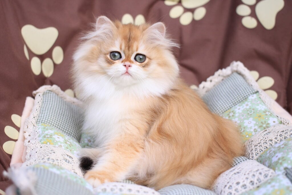 Margo British Longhair  Female (Available) $2900