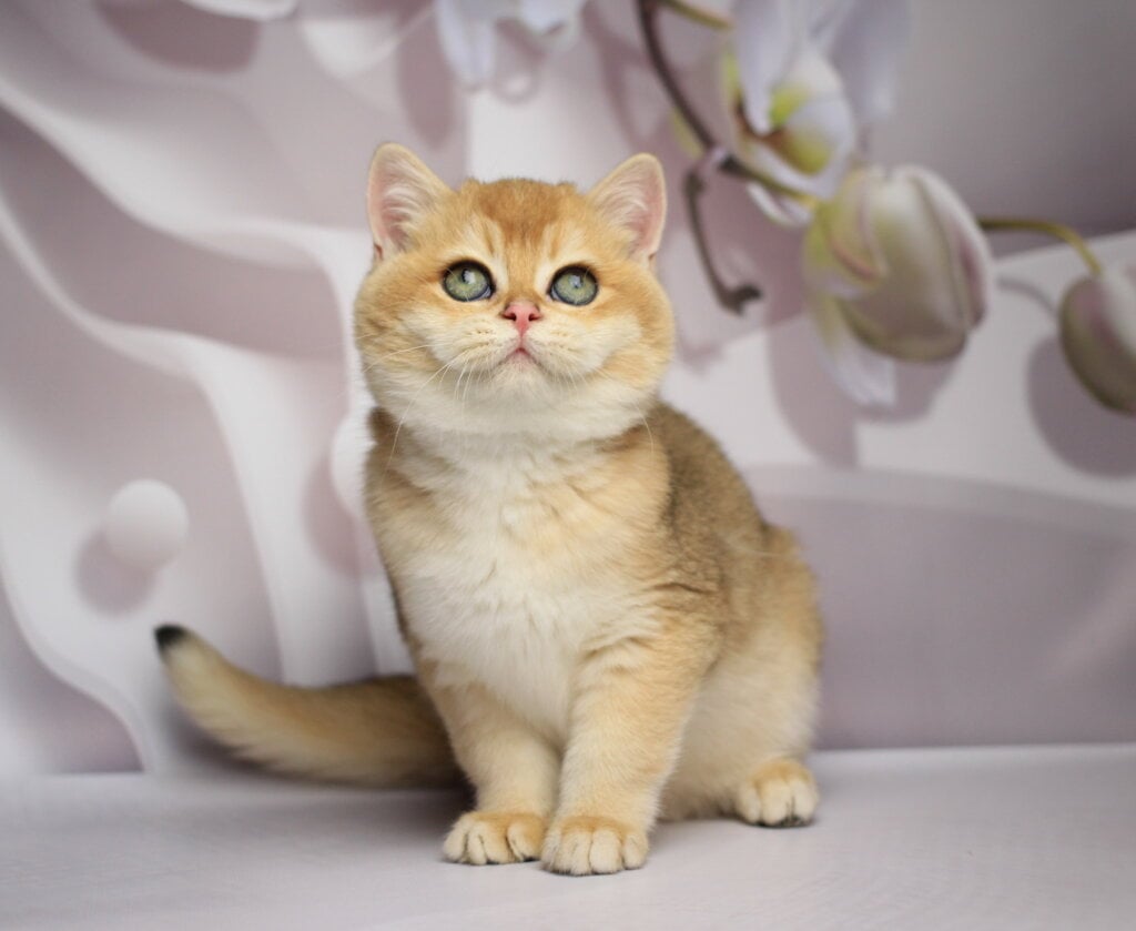 Shanti British Shorthair Female (Available) $2800