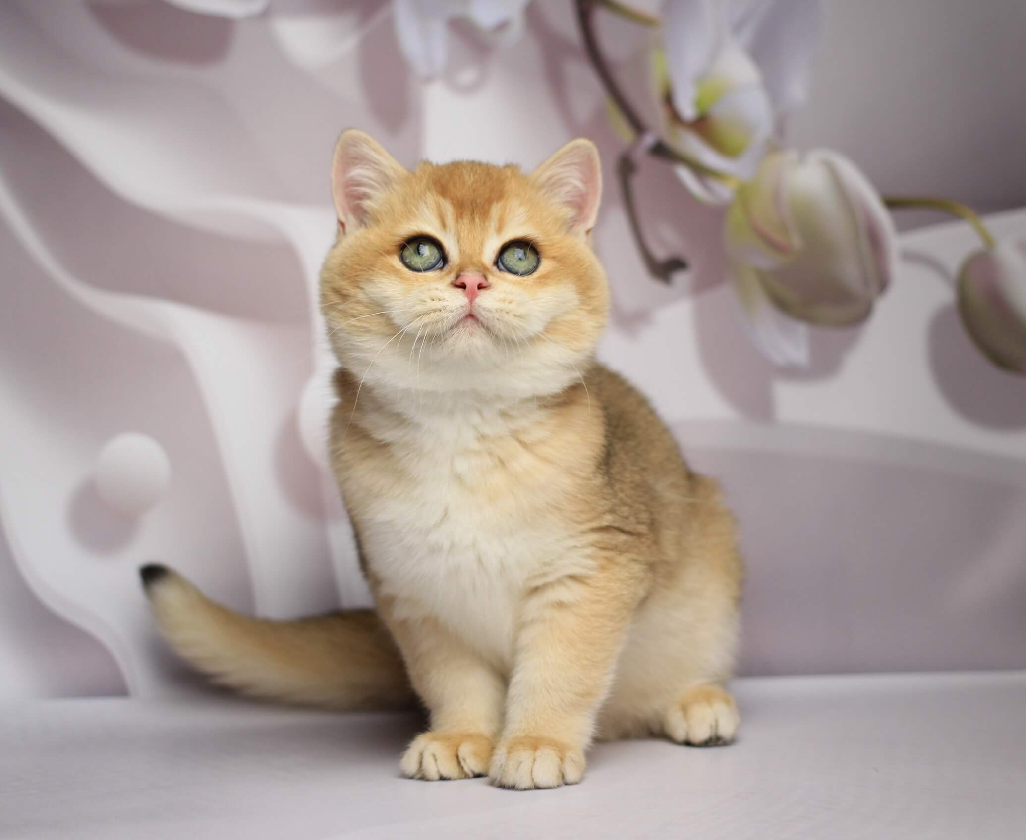 Shanti British Shorthair Female (Available) $2800