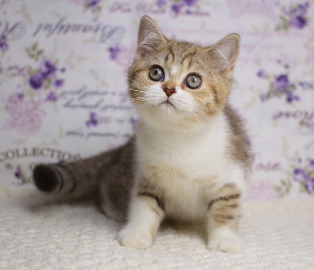 Frida British Shorthair  Female (Available) $2550