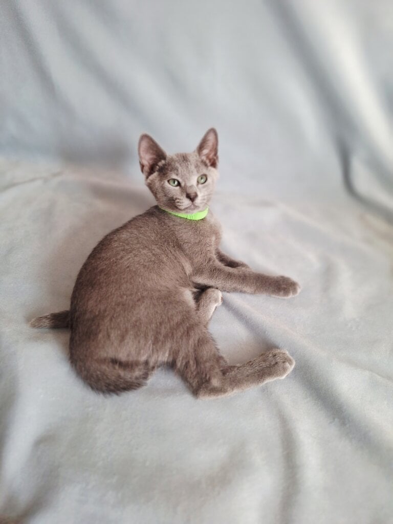 Getsby Russian Blue Male (Available) $2850
