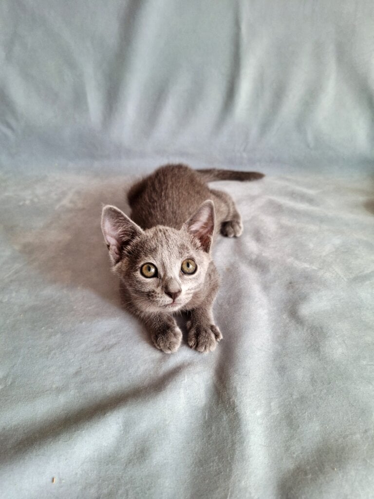 Ginny Russian Blue Female (Available) $2850