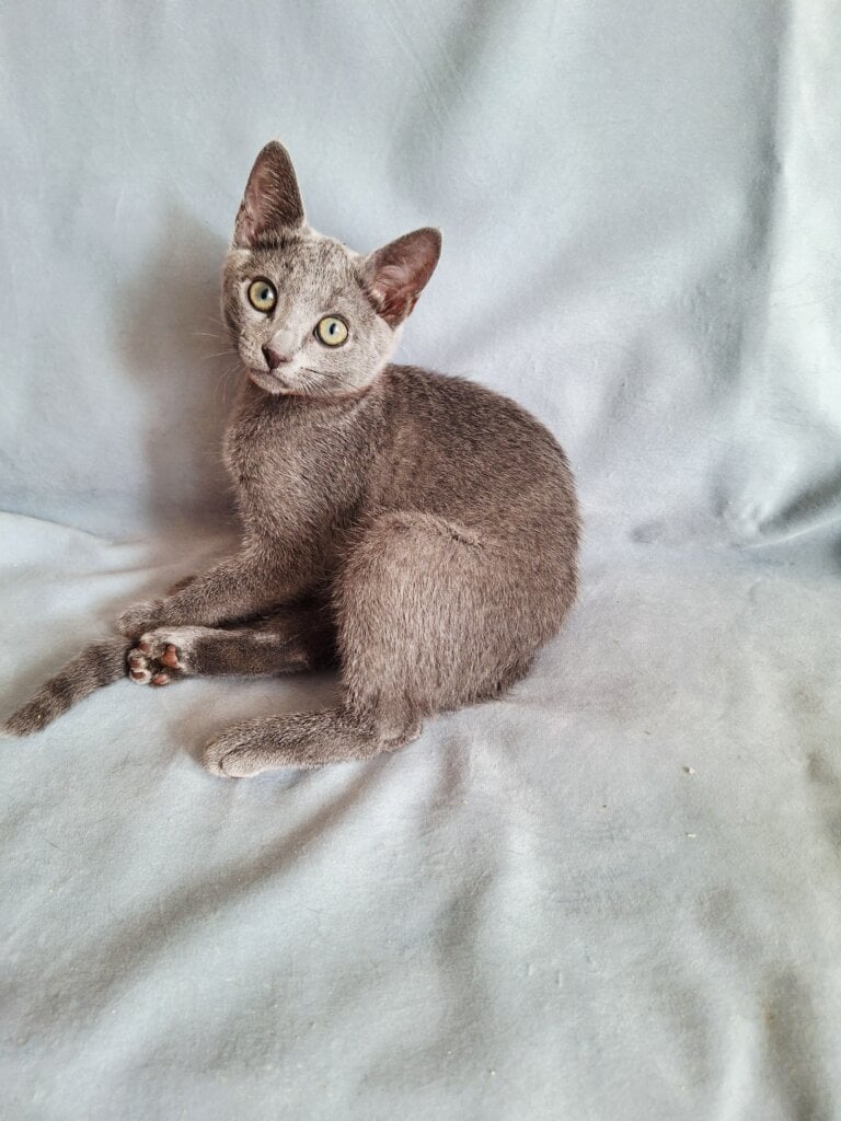 Grace Russian Blue Female (Available) $2850