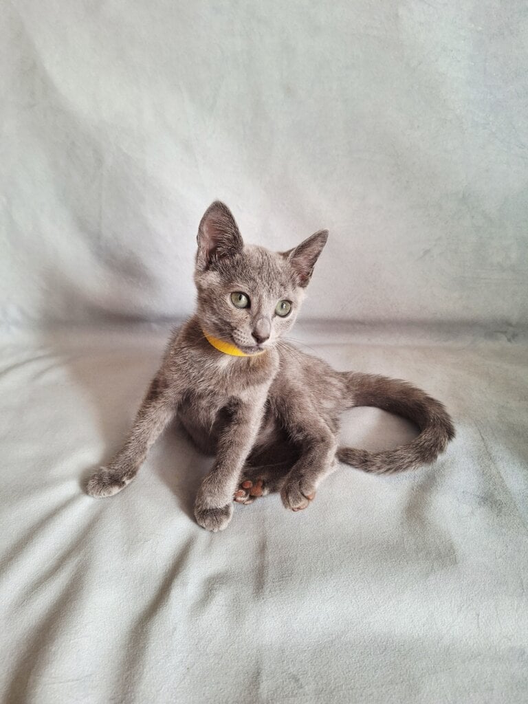 Gala Russian Blue Female (Available) $2850
