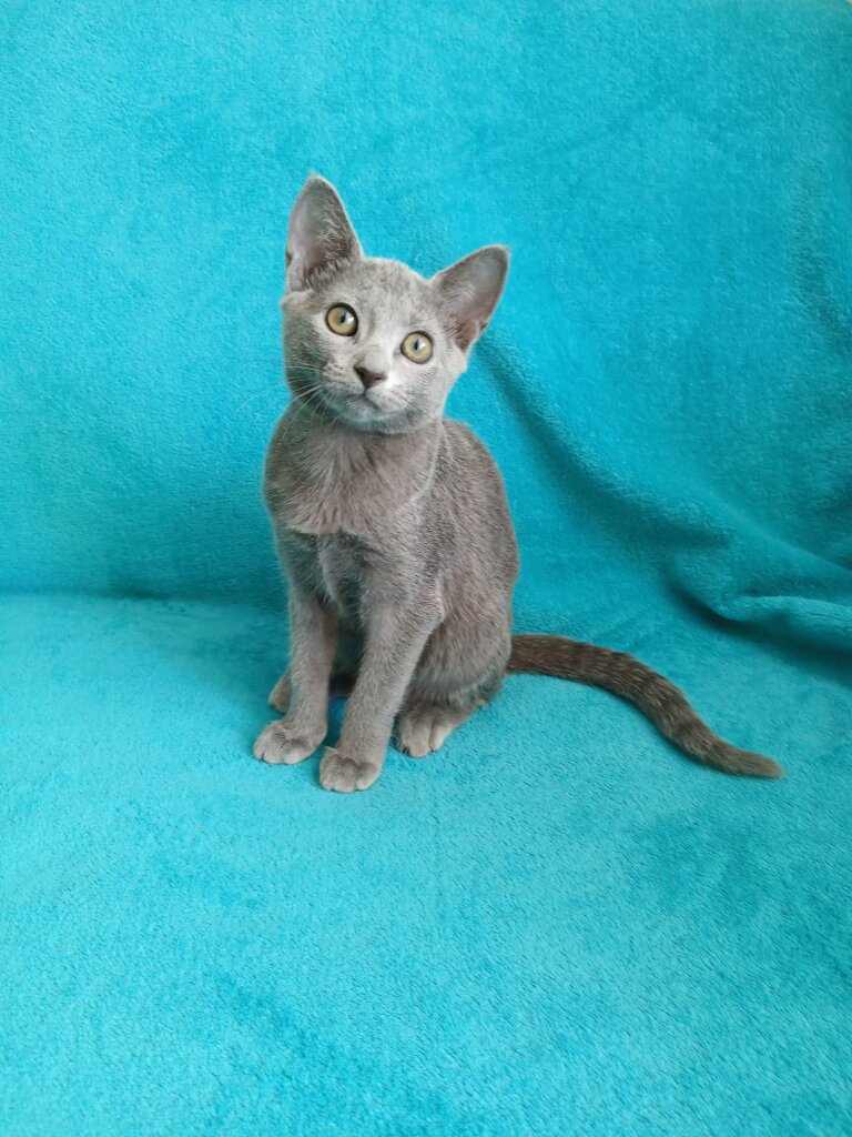 Ginny Russian Blue Female (Available) $2850