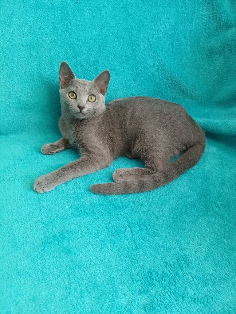 Grace Russian Blue Female (Available) $2850
