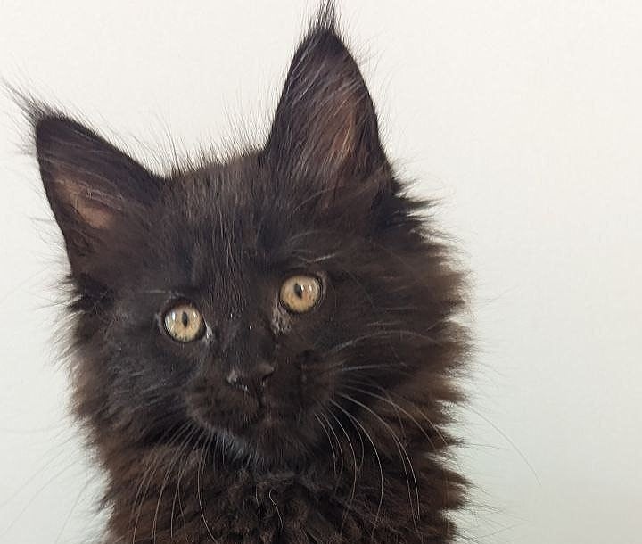 Chanti Maine Coon Female (Available) $3000