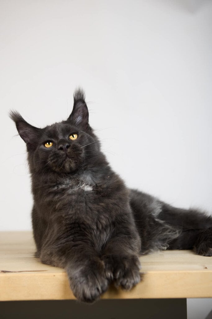 Qadir Maine Coon Male POLYDACTYL (Available) $3700