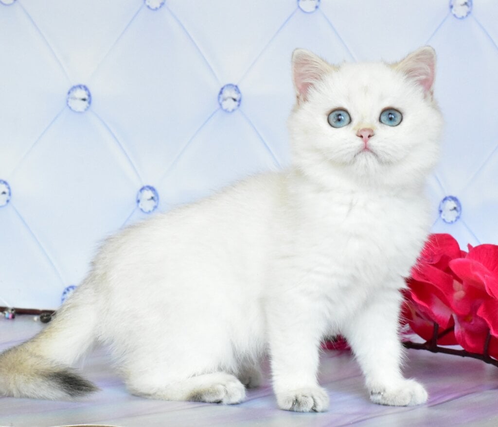 Sonya British Shorthair Female (Available) $2700