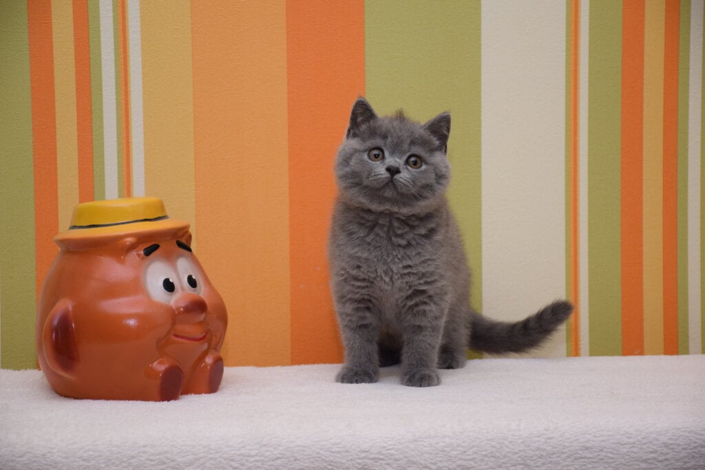 Uno British Shorthair Male (Available) $2750