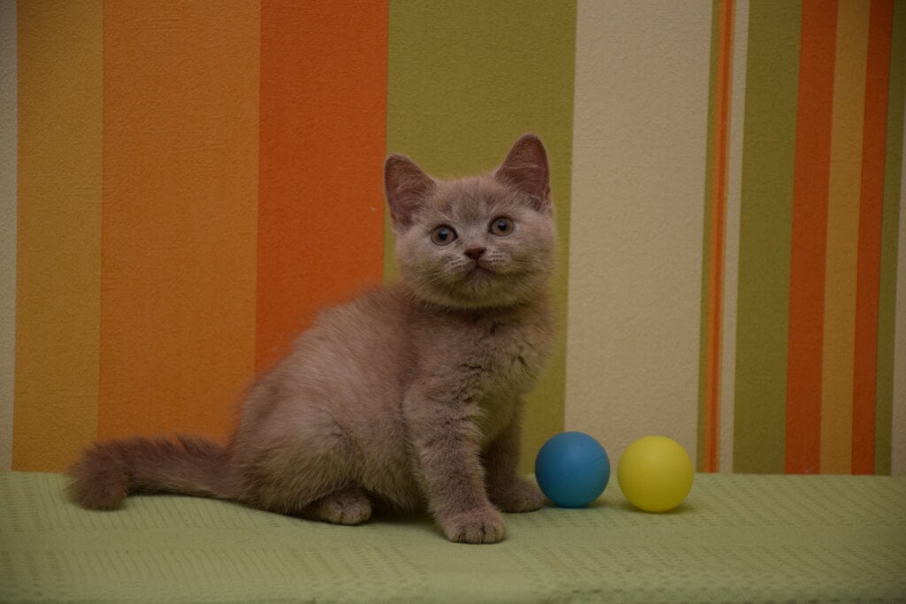 Uylis British Shorthair Male (Available) $3000
