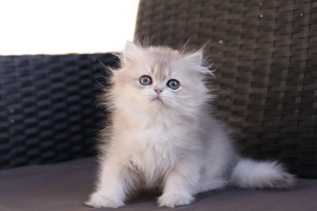 Quinci British Longhair Female (Available) $2700
