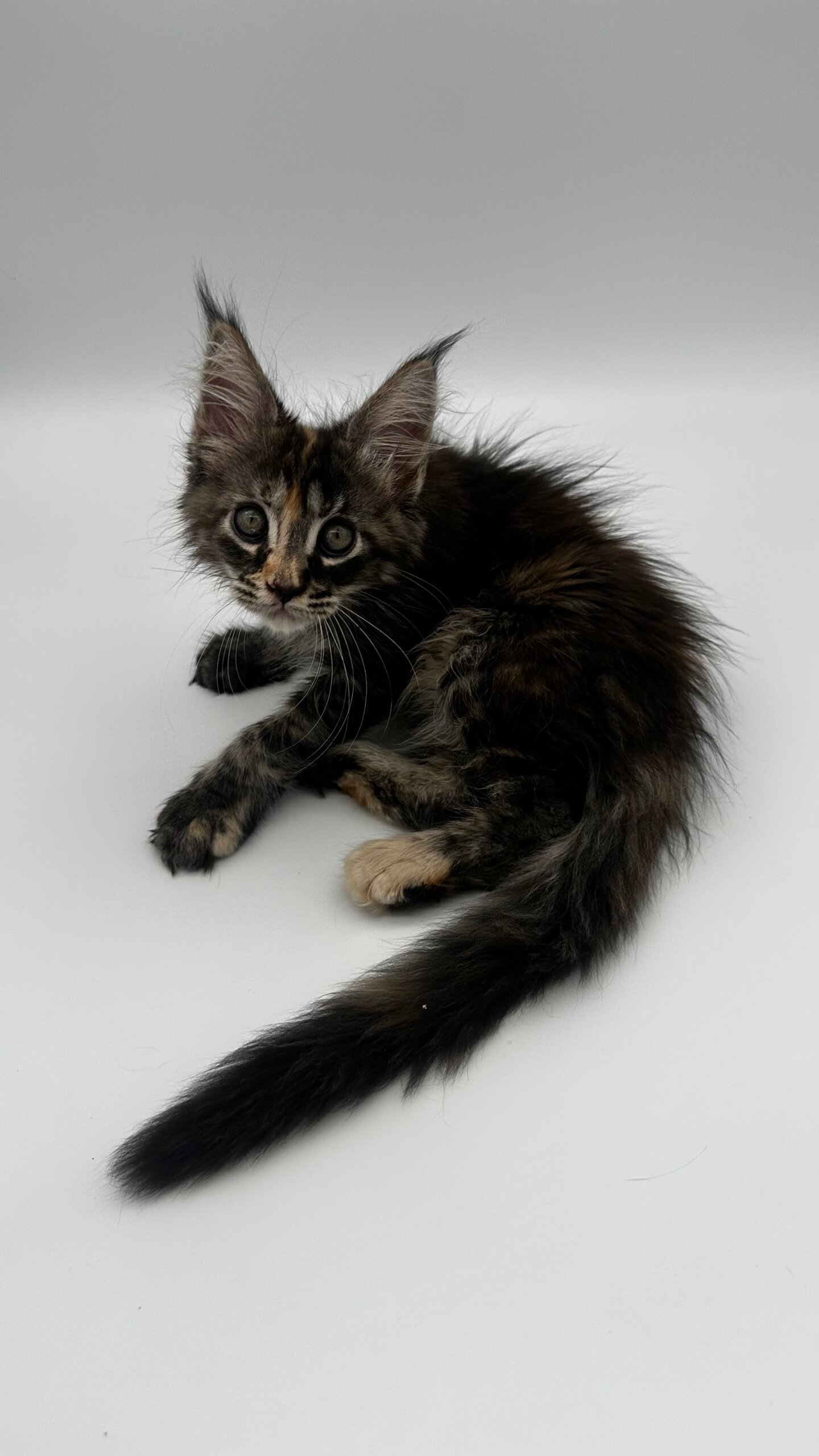 Lolita Maine Coon  Female (Available) $2750