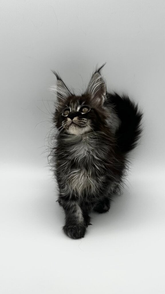 Larry Maine Coon Male (Available) $2950