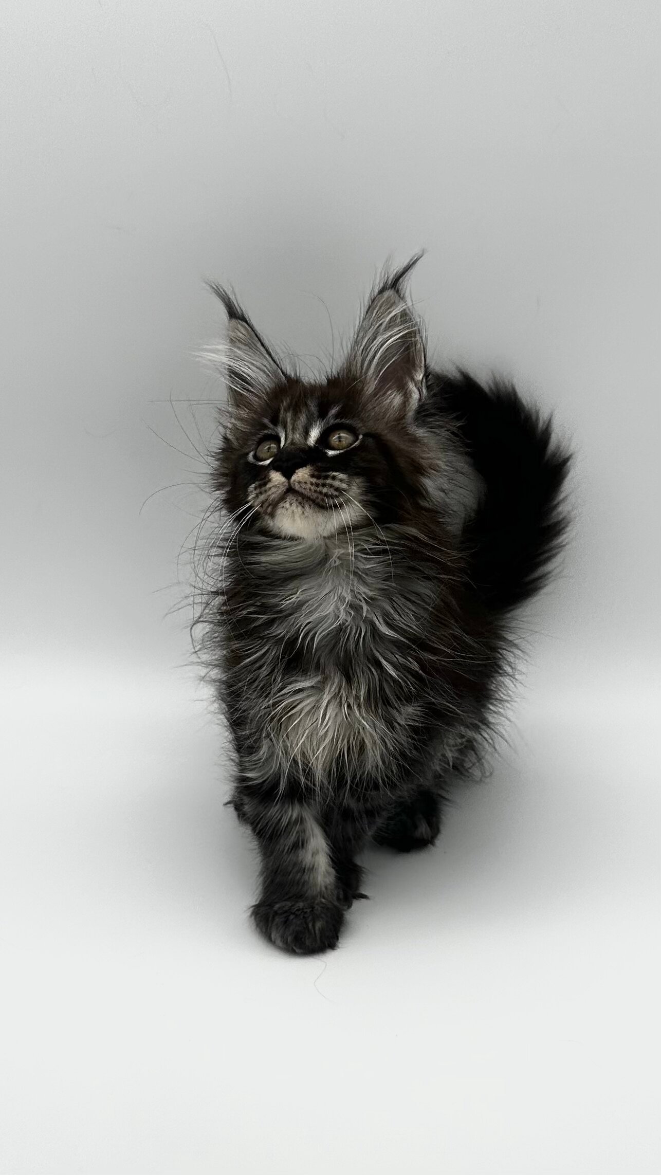 Larry Maine Coon Male (Available) $2950