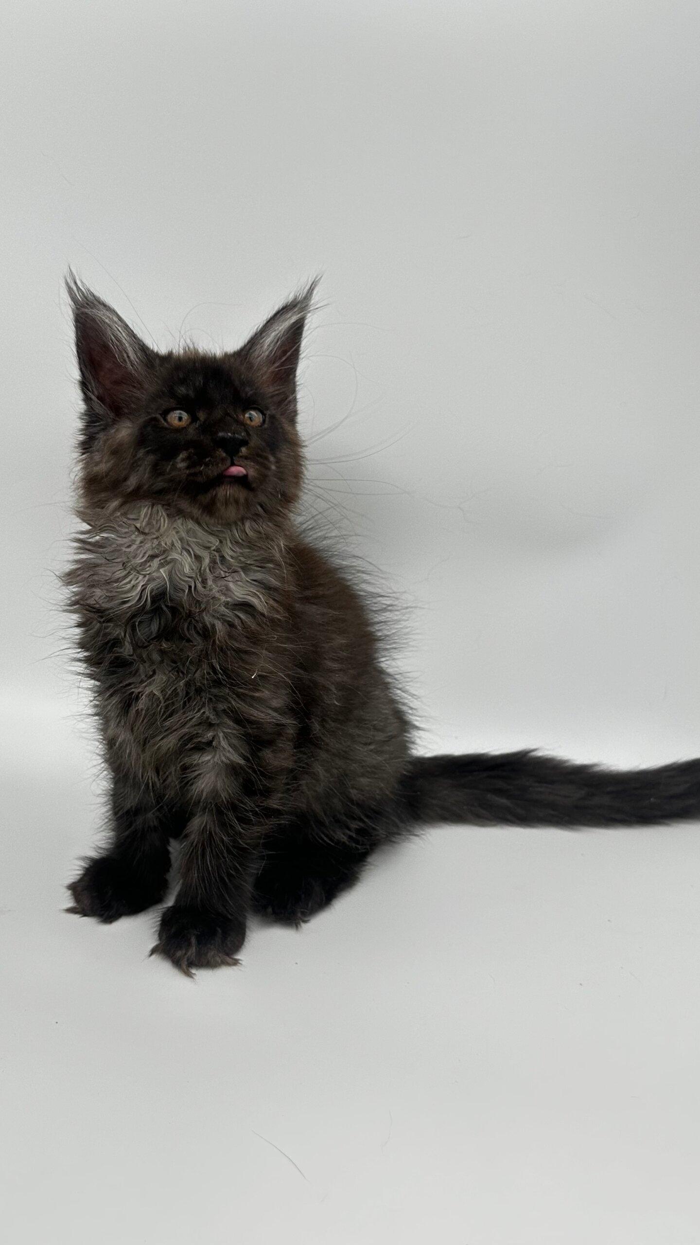 Logan Maine Coon  Male (Available) $3000