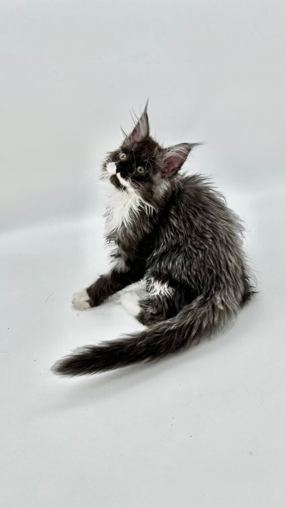 Lilit Maine Coon Female (Available) $2950